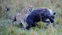 Leopard attacking a hyena - 2015
