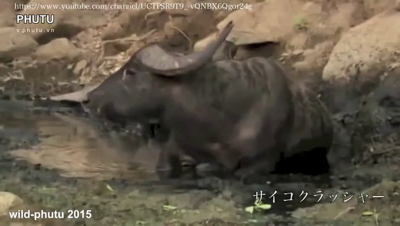 Komodo Dragons Attack Buffalo to the bone in 4 hours