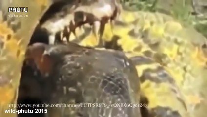 Python Snake VS Crocodile Fight - Anaconda