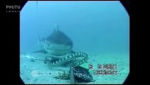Sharks vs Sea Snake (Banded Sea Krait) Fight