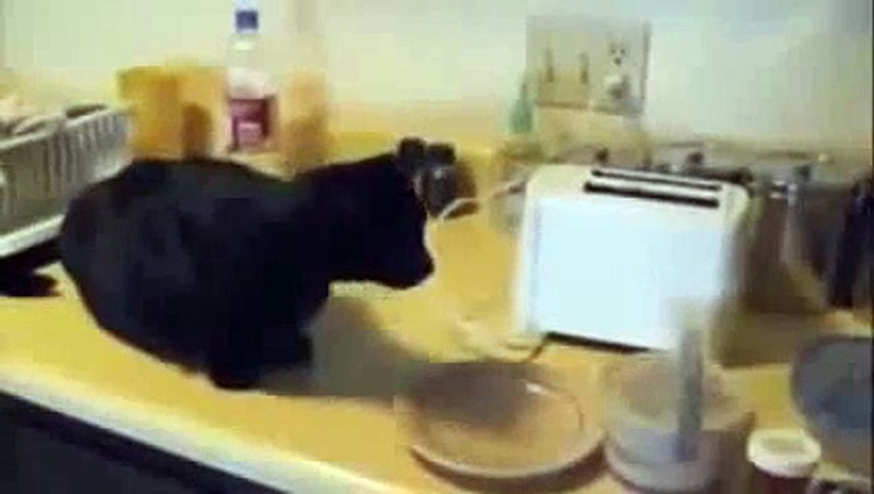 funny animal videos, funny cats Compilation 2015