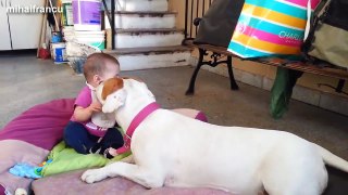 Funny And Cute Pitbull Dogs Love Babies Compilation 2015 NEW