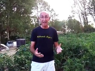 El glutamato monosodico nos envenena lentamente