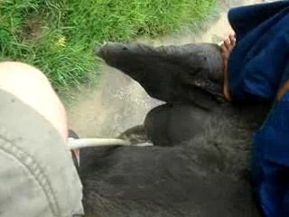 Balade a dos d'elephant