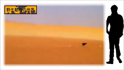 Animal attack HD ll 2015 Falcon and the bunny in the desert