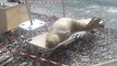 Un phoque bronze sur un transat à la plage