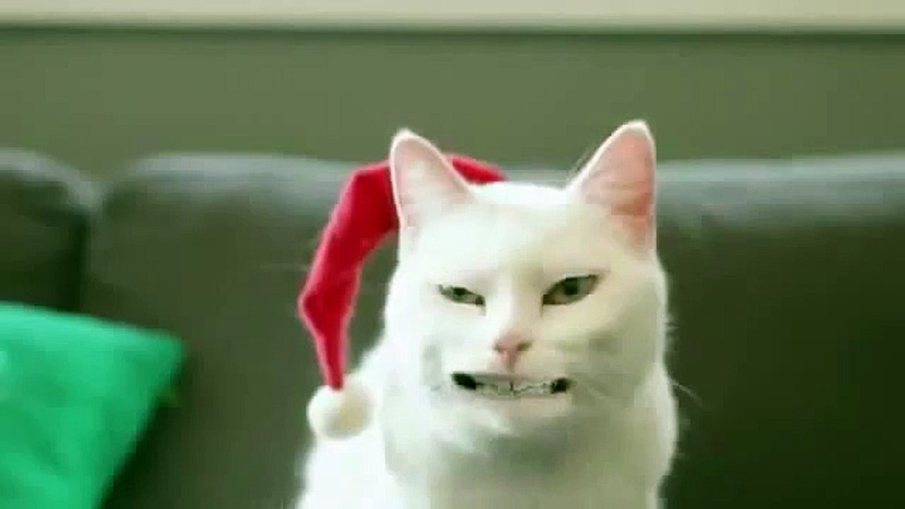 christmas cats