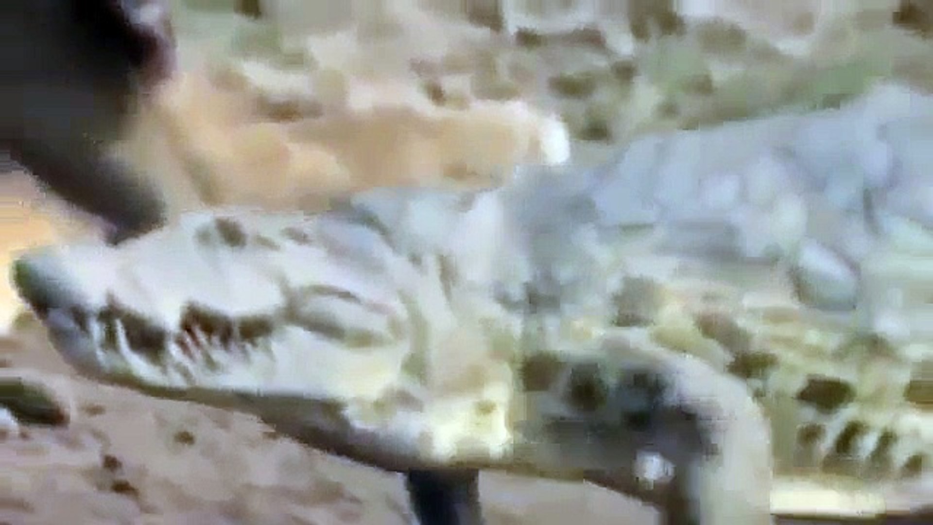⁣Discovery channel lion vs crocodile Discovery Wild animals attack Documentary