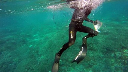 Reef Spearfishing in Bali 2015