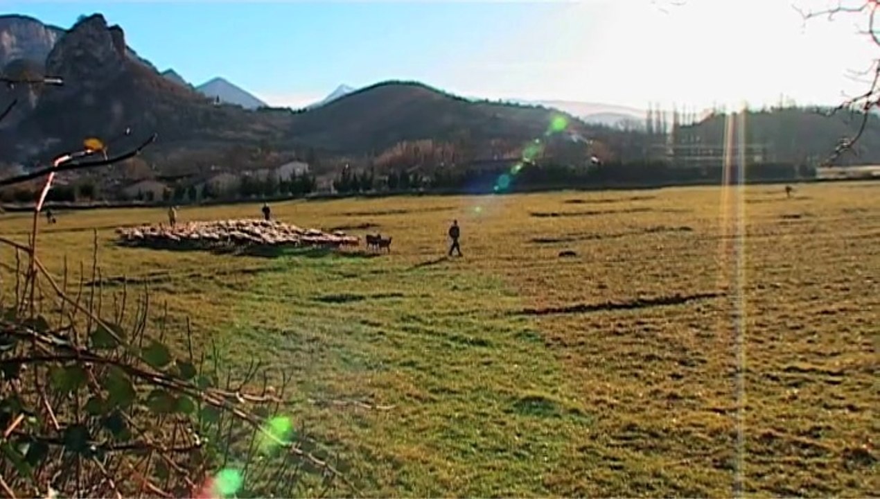 Transhumance Festive
