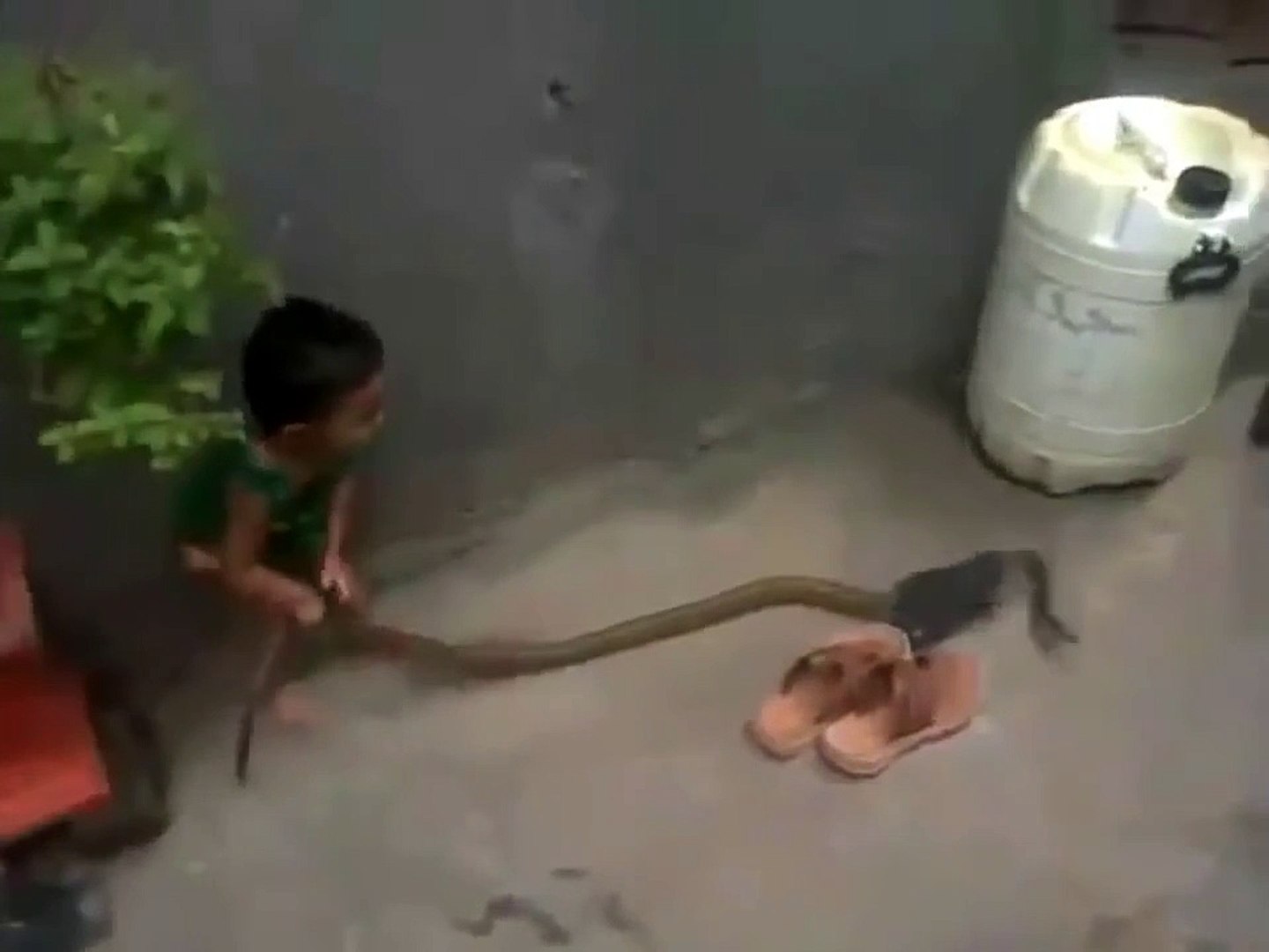 Brave Kid playing with snake