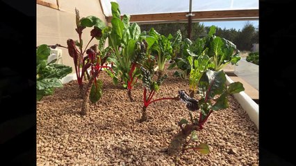 Longest Running Commercial Aquaponics Farm in USA?
