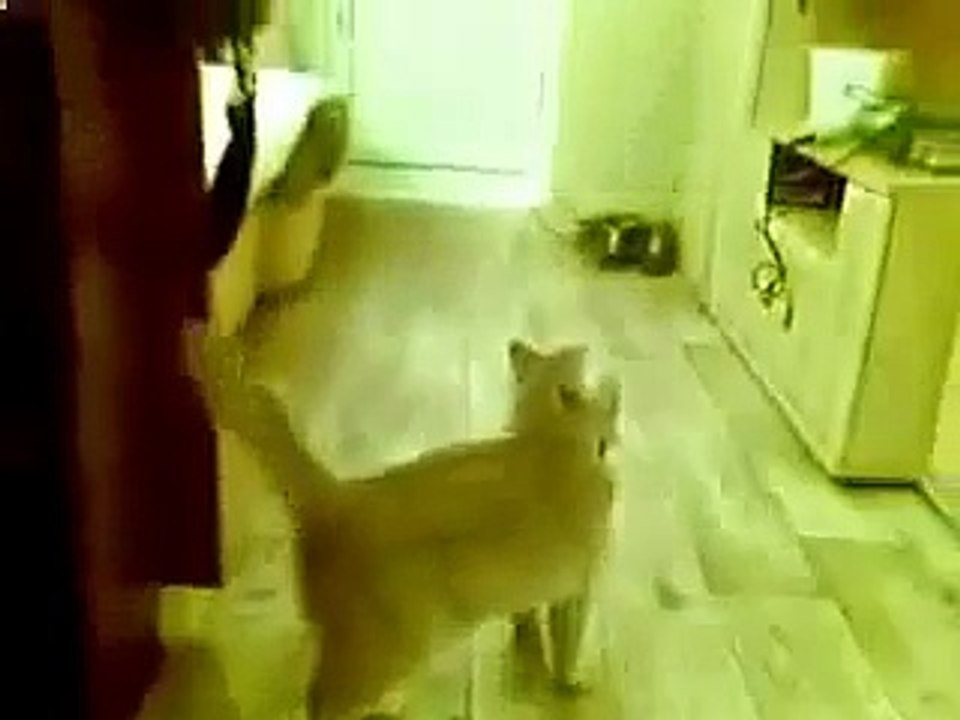 Amusant drôle de chat drôle de chat vidéo drôle chiens et chats drôle fun avec des chats