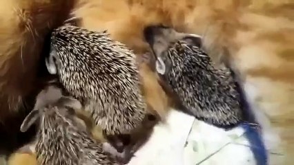 Voilà drôle de chat nourrir petits hérissons!