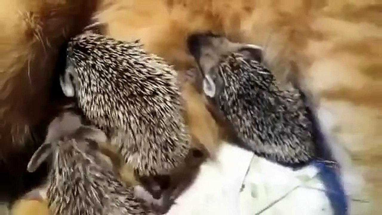 Voilà drôle de chat nourrir petits hérissons!