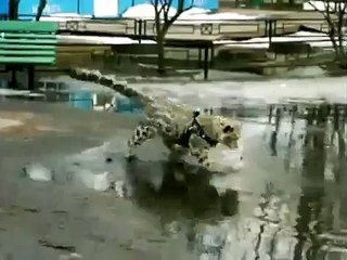 Donc Asher chat se promène dans une flaque d'eau