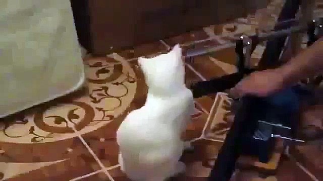 Voilà un endroit frais scies chat de rire!