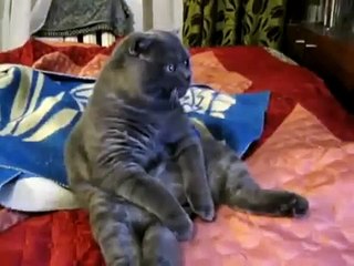 Funny fun with cats really redneck cat watching TV Fun to watch!