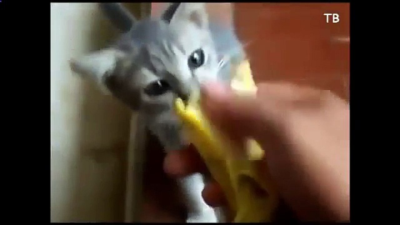 A trained cat jumped into the plastic bag and other fun cat