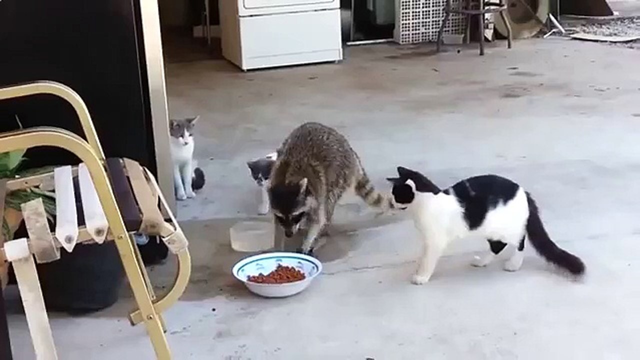 Funny fun with cats insolently Stribro raccoon feed in cats! Fun to watch!