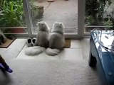 Funny fun with cats like Persian cats funny lick each other's funny to watch!