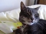 Funny jokes funny parrot with cats caress cat Fun to watch!