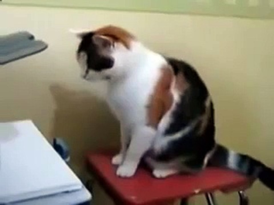 Kitten against the working printer! Who will win See!