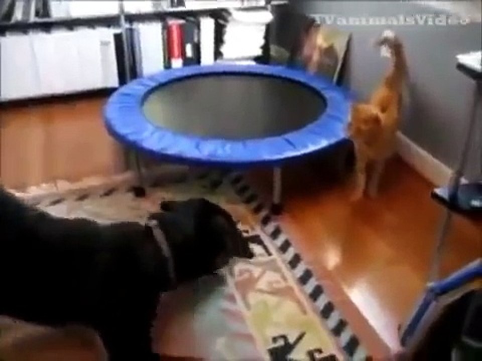 Cat bat Chats et chiens drôles amusantes tenir et voir!