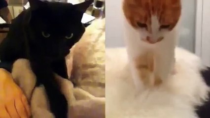 Amusant de Cat tout ce qu'ils ont cette mauvaise habitude! Regardez!