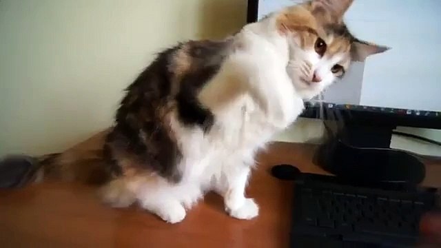 Cat Deux chats DOING amusant kung fu Regardez!