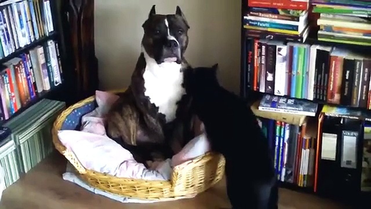 Deux fun félin drôle de chat lèche un énorme chien! Regardez!
