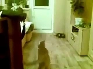 Amusant de Cat pour l'animal porte une rotule! Regardez!