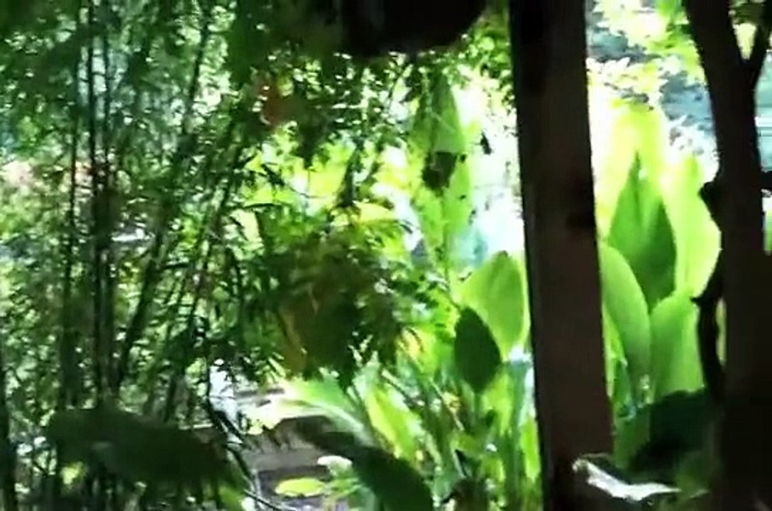 Aquaponics System Built Using Local Bamboo Rafts. Rainbow trout and vegetables :)