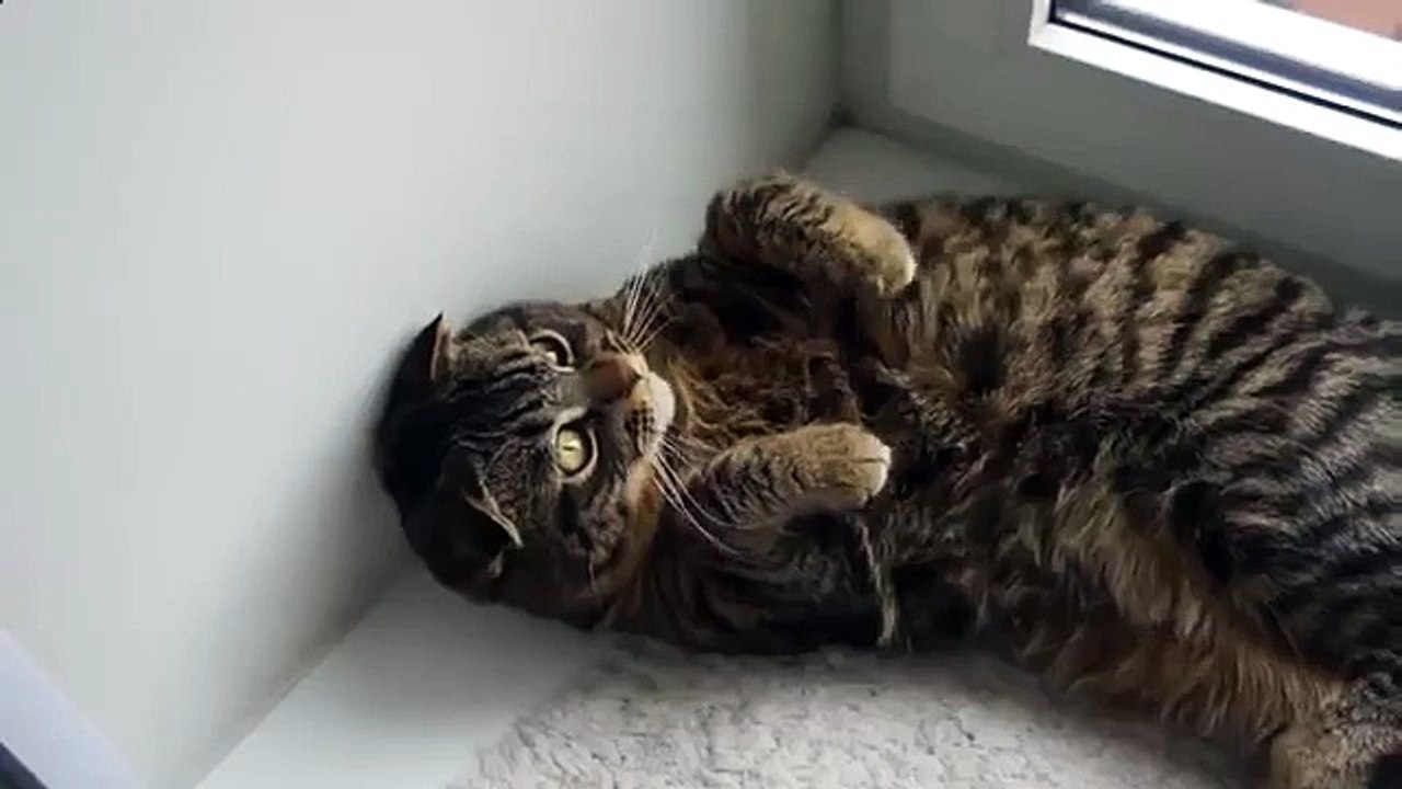 Cat Cat jure amusant oiseau-Look!