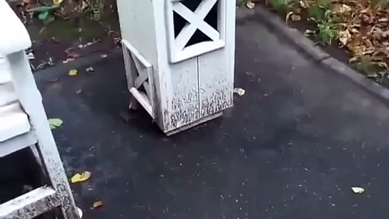 Le chat amusant chat chassant une souris! Tom et Jerry ont un repos! Regardez!