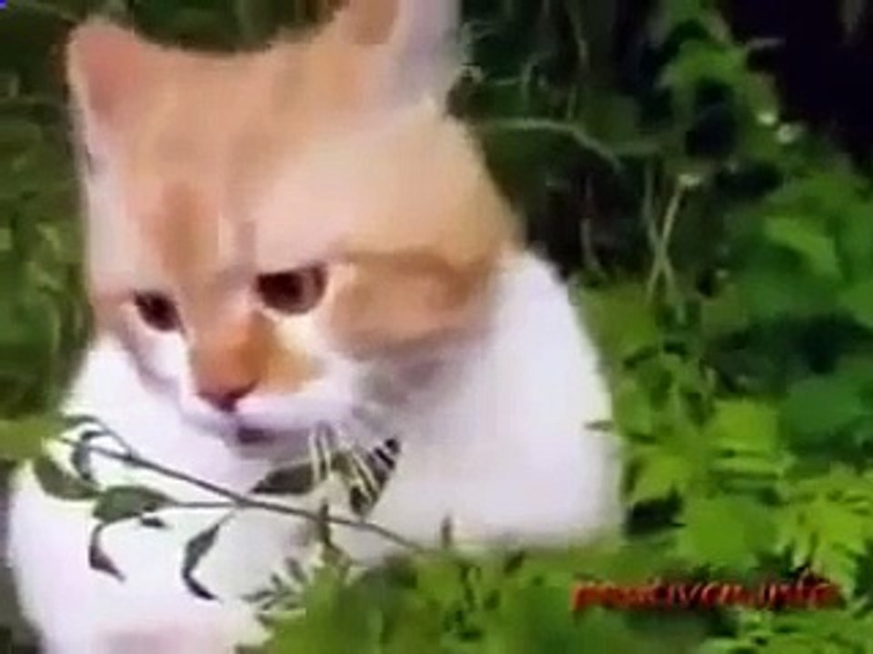 Les médicaments chat de chat fun tenir et voir!