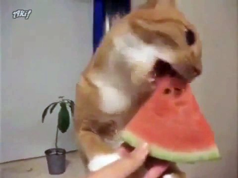 Le chat amusant chat grignote une pastèque! Regardez!