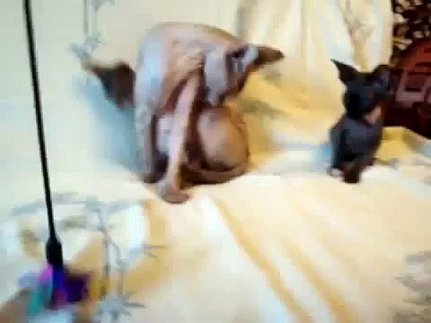 Chatons chat sphynx amusant jeu mignon regarde!