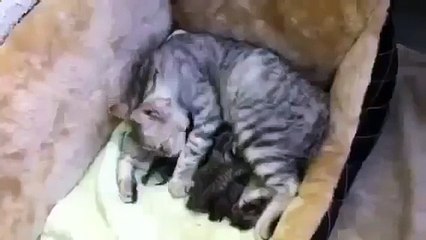 Le chat amusant chat lèche ses chatons sont très mignons! Regardez!