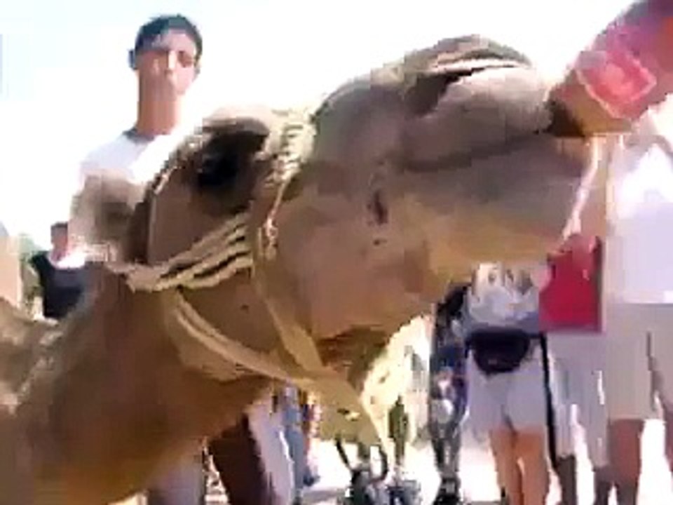 camel drink