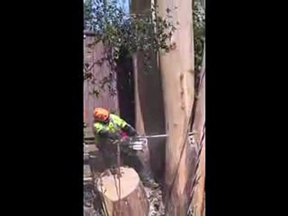 Healdsburg Tree Service