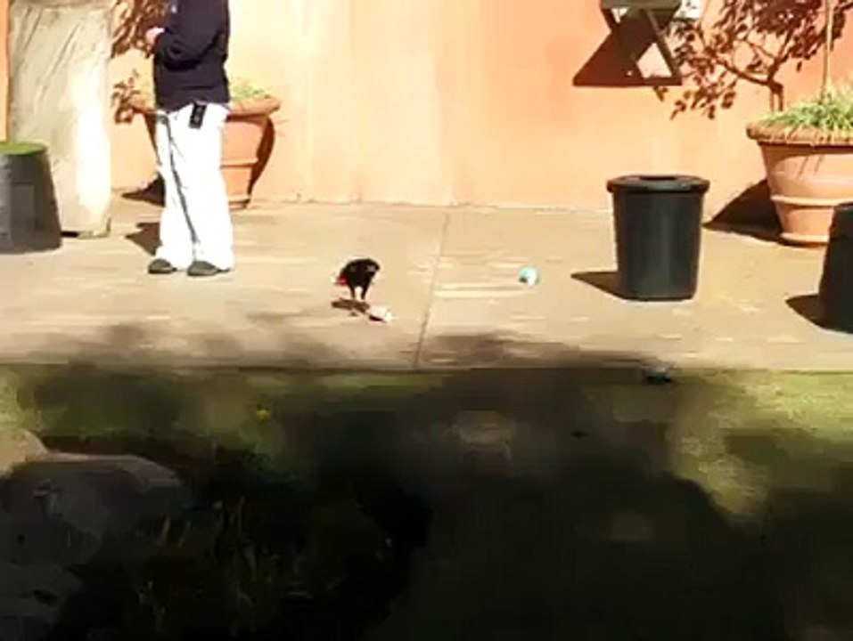 public msg from CROW for HUMANS
