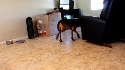 Ce Chien qui ne supporte pas ses Chaussettes