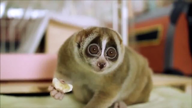 Всем хорошего дня! Лори - самое милое животное в мире) лемур, лори