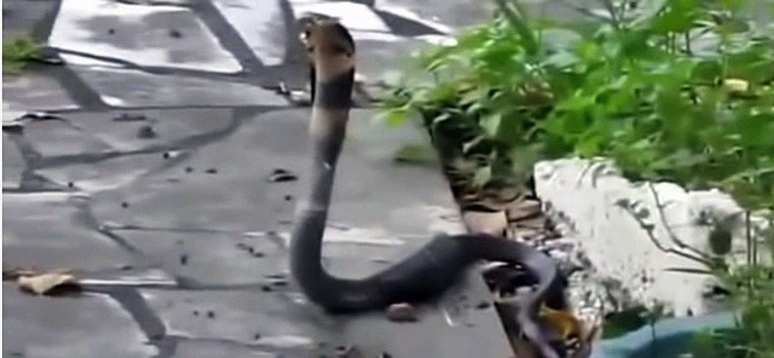 Cats and Snakes Fighting | Snakes attacked by Cate True