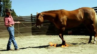 Trick / Specialty / Liberty Horse trainer Kerry Hansen & 'Savanah Valentine' Play With Fire