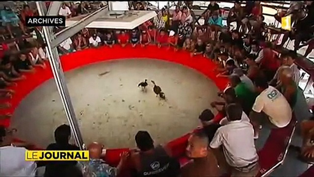 Combats de coqs  le désarroi des riverains du lotissement Sage