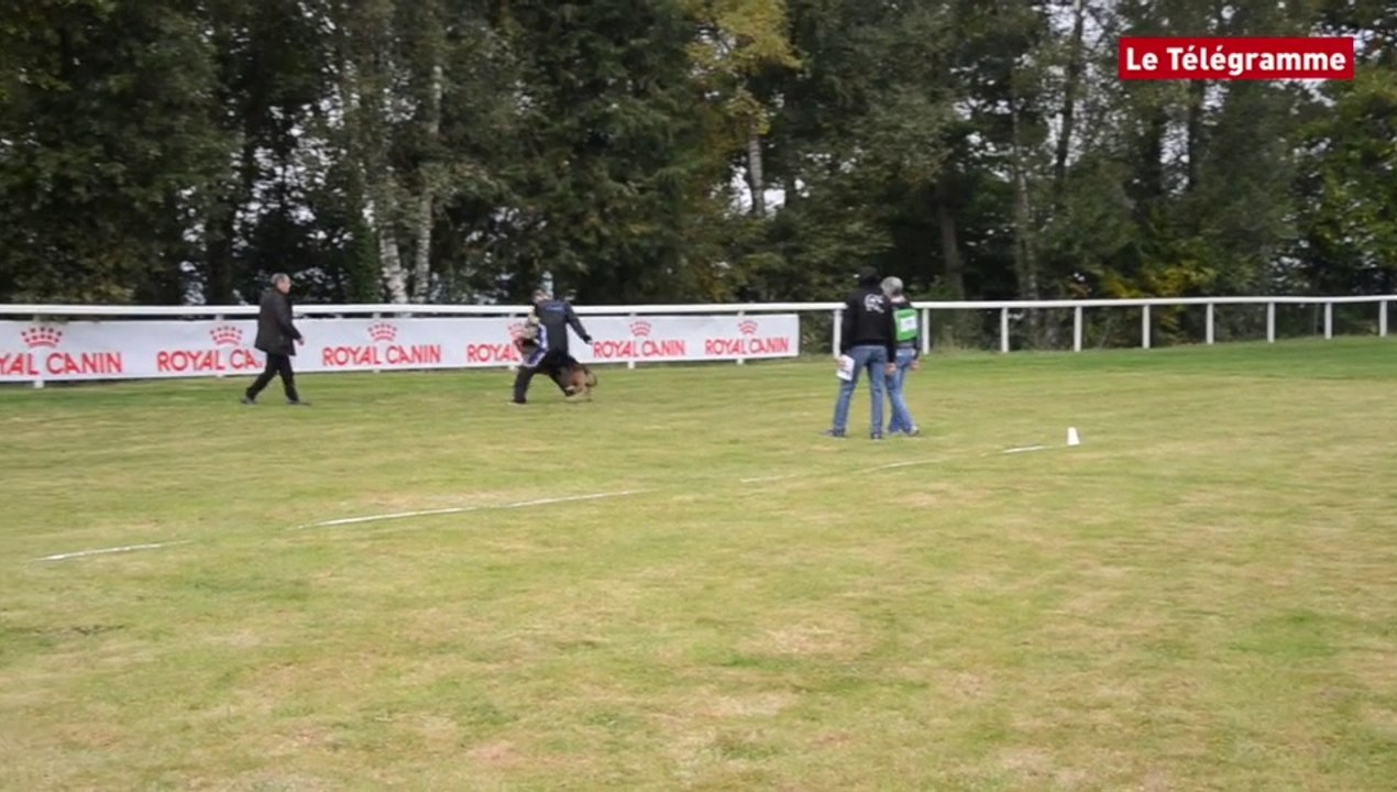 Pontivy. Le test de caractère de la Nationale d'élevage de bergers allemands