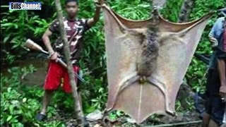 Giant bats of African forest finally caught