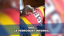 Eric, le perroquet infernal